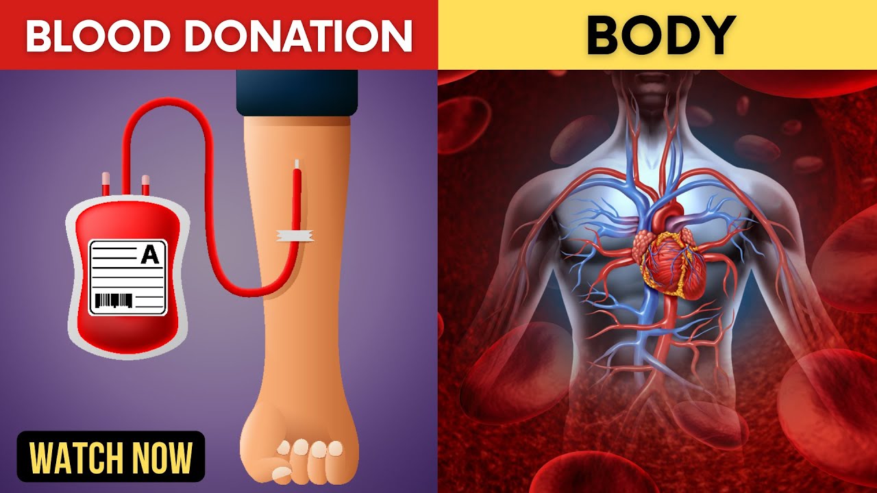 What Happens to Your Body After You Donate Blood Donation.News